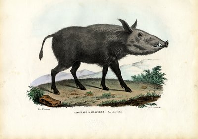 Bushpig, 1863-79 - Raimundo Petraroja